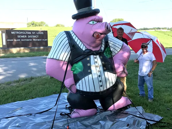 msdpig.jpg
